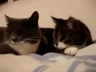 КОТЫ РЫГАЮТ И ПЕРДЯТ  прикол 2013