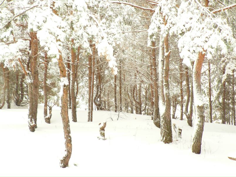 Владимир Петунин фото №3