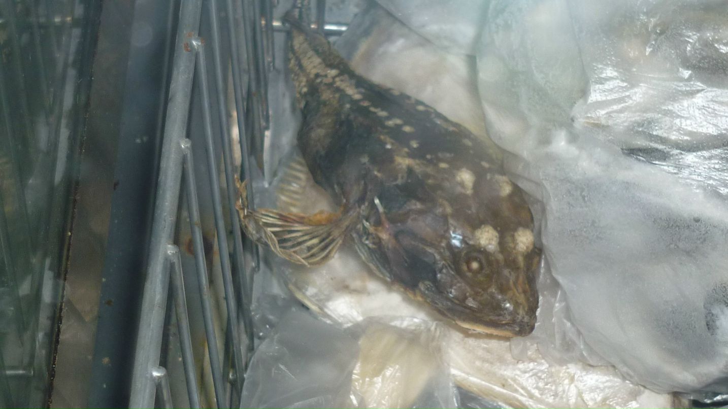 Денис Мальцев фотография #8