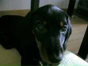 Дарья Пащенко фотография #42 (источник - https://vk.com/id424014)