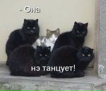 Shit Happens фотография #2 (источник - https://vk.com/id3851077)