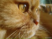 Фотография Хохолко Дениса