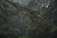 Коля Горішний фотография #15 (источник - https://vk.com/id17308018)