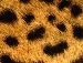 Домініка Мачужак фотография #31 (источник - https://vk.com/id52680109)