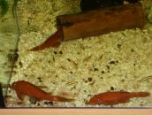 Фотография Мещеряков Эдуард