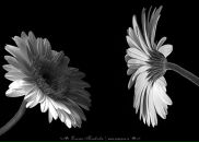 Фотография Колобов Евгений