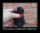 Наталія Дмитришин фотография #16 (источник - https://vk.com/id66104540)