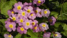 Фотография Савиной Елены