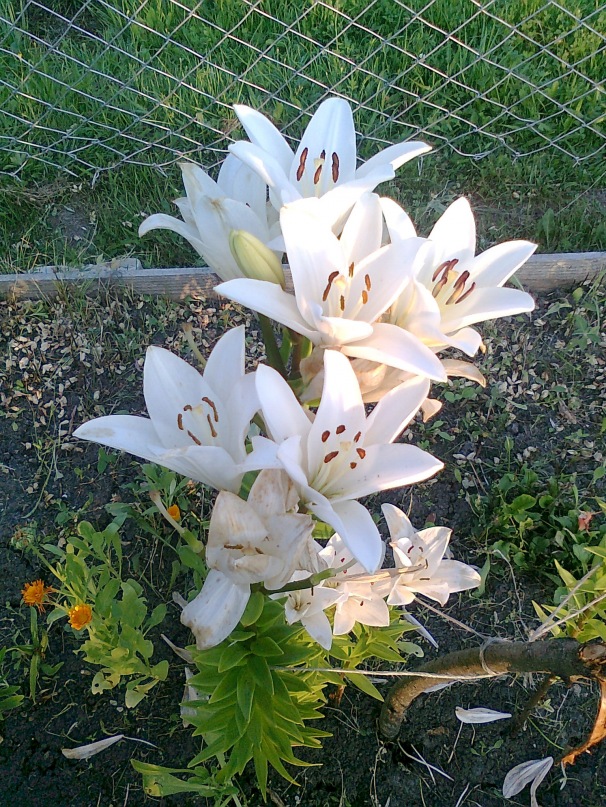 Елена Папинова фотография #8