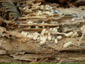 Илья Кисельников фотография #24 (источник - https://vk.com/id45752602)