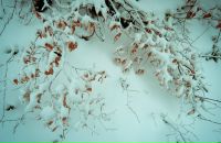 Дмитрий Арсентьев фотография #8 (источник - https://vk.com/id239494)