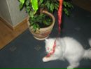 Діана Кобрин фотография #11 (источник - https://vk.com/id133335878)