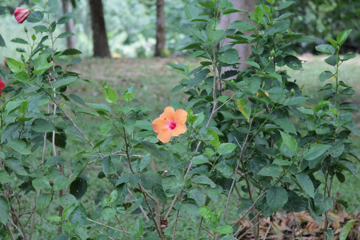 Дмитрий Симонов фотография #27