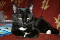 Фотография Шифман Полины