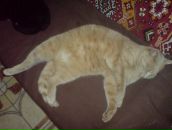 Андрій Давида фотография #29 (источник - https://vk.com/id10270199)