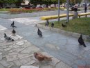 Віталій Прокопович фотография #7 (источник - https://vk.com/id31205175)