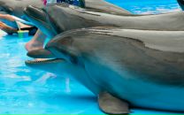 Фотография Полтавской Елены