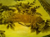 Інна Фурдик фотография #15 (источник - https://vk.com/id122077008)