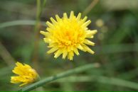 Фотография Голубевой Виктории