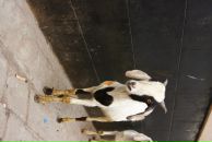 Сергей Орлов фотография #9 (источник - https://vk.com/id972678)