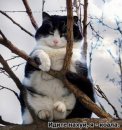 Віслюк Гнилий фотография #2 (источник - https://vk.com/id42638365)