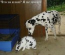 Вікуся Озар фотография #23 (источник - https://vk.com/id64181352)