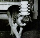 Дмитрий Соснин фотография #28 (источник - https://vk.com/id2698364)