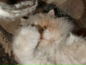 Stella Ostermann фотография #18 (источник - https://vk.com/id646987)