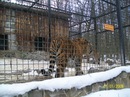 Ліля Шалуха фотография #48 (источник - https://vk.com/id147958969)