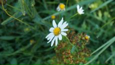 Дмитрий Крамарев фотография #21 (источник - https://vk.com/id274882)