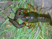 Міша Гищук фотография #39 (источник - https://vk.com/id56597624)