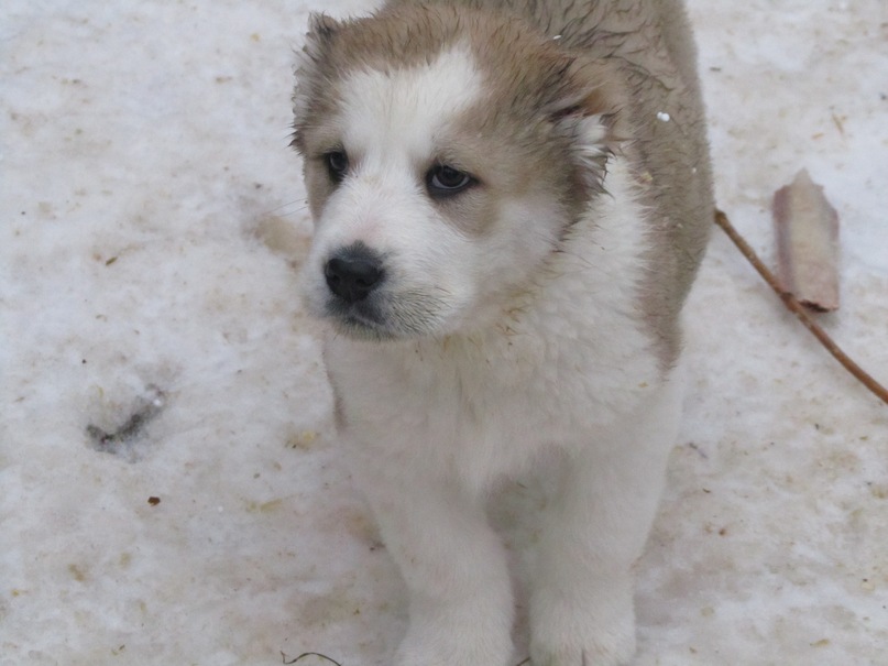 Василий Тихонов фотография #49