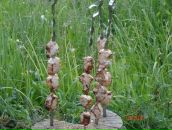 Фотография Груздева Евгения