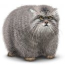 Свин ^_^ фотография #28 (источник - https://vk.com/id60082165)