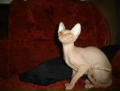 Фотография Михайлов Антон