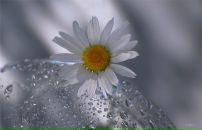 Наталія Ковалевська фотография #36 (источник - https://vk.com/id27301257)