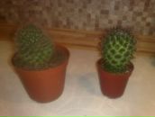 Фотография Волик Жени