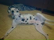 Антон Котов фотография #28 (источник - https://vk.com/id288997)