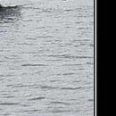 Андрій Фабін фотография #49 (источник - https://vk.com/id142788938)