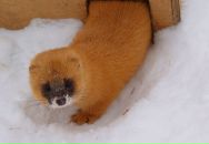 Фотография Нечаева Сергея