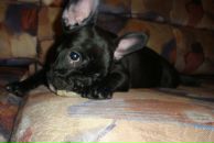 Фотография Parovoz Жентоса