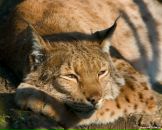 Фотография Любина Павла