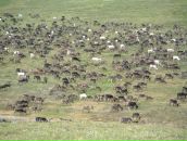 Фотография Mamont Alex