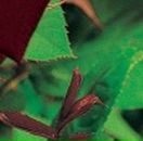 Іра Чіпак фотография #31 (источник - https://vk.com/id53483593)