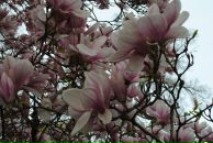 Фотография Шванской Людмилы