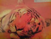 Фотография Ильина Александра