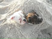 Anuta Hands фотография #13 (источник - https://vk.com/id1373359)