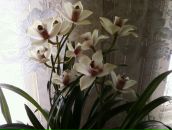 Фотография Яковлевой Татьяны