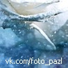 Свєта Грицюк фотография #28 (источник - https://vk.com/id146365024)