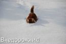 Єлизавета Назарчук фотография #35 (источник - https://vk.com/id272450672)